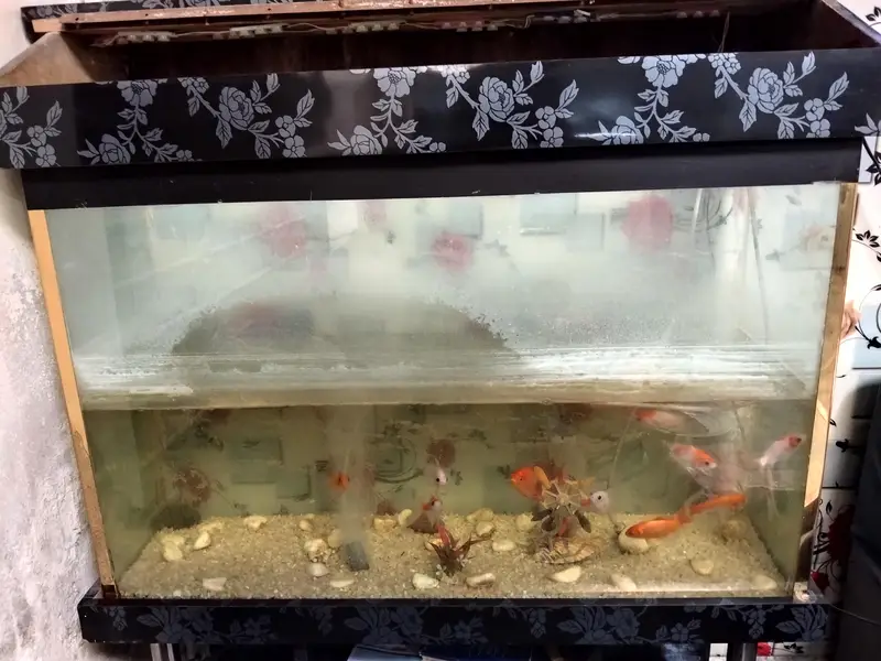 fish aquarium — photo 6