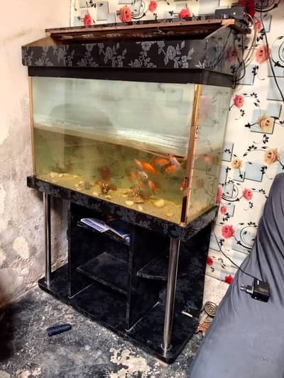 fish aquarium