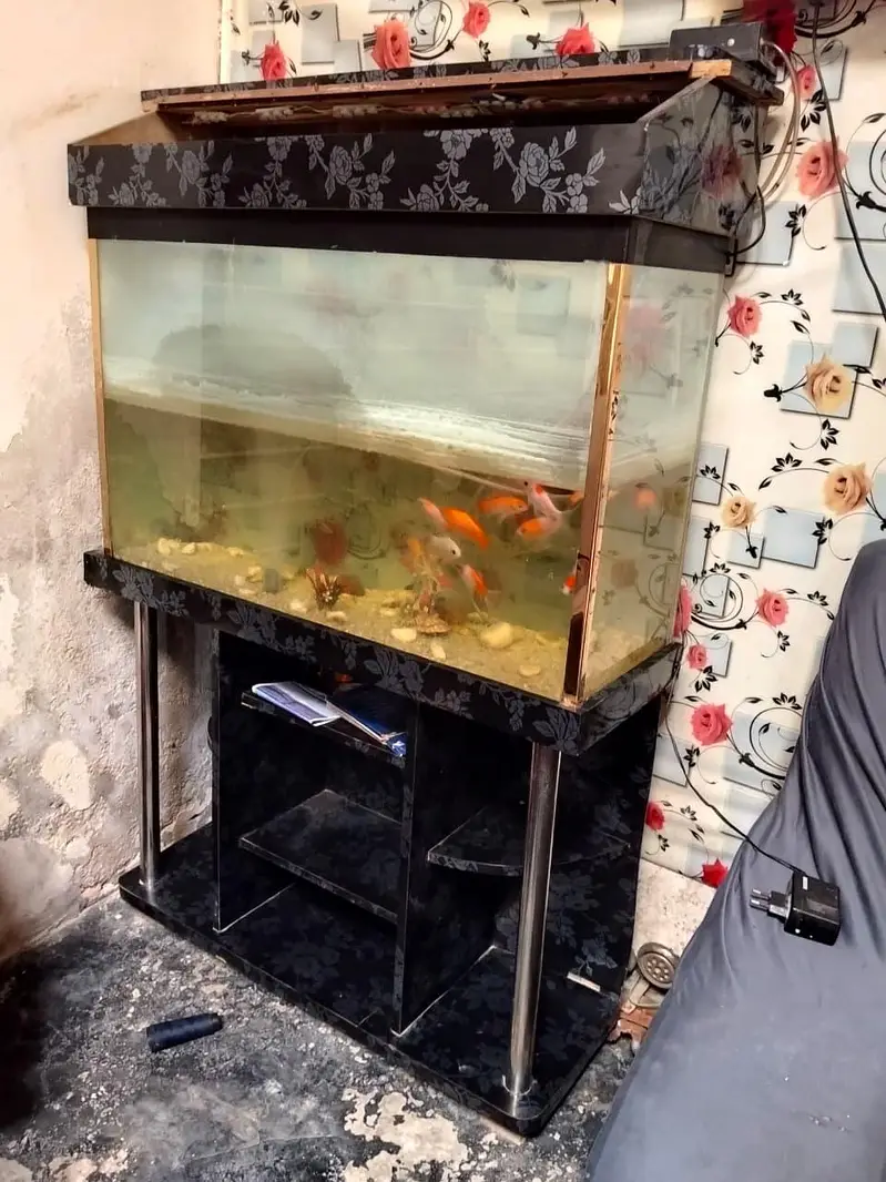 fish aquarium