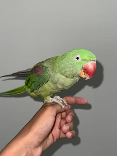 Female raw parrot (full health )