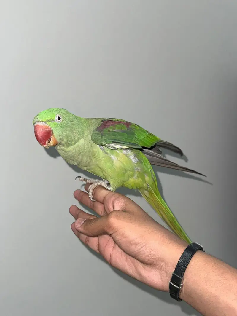 Female raw parrot (full health ) — photo 2