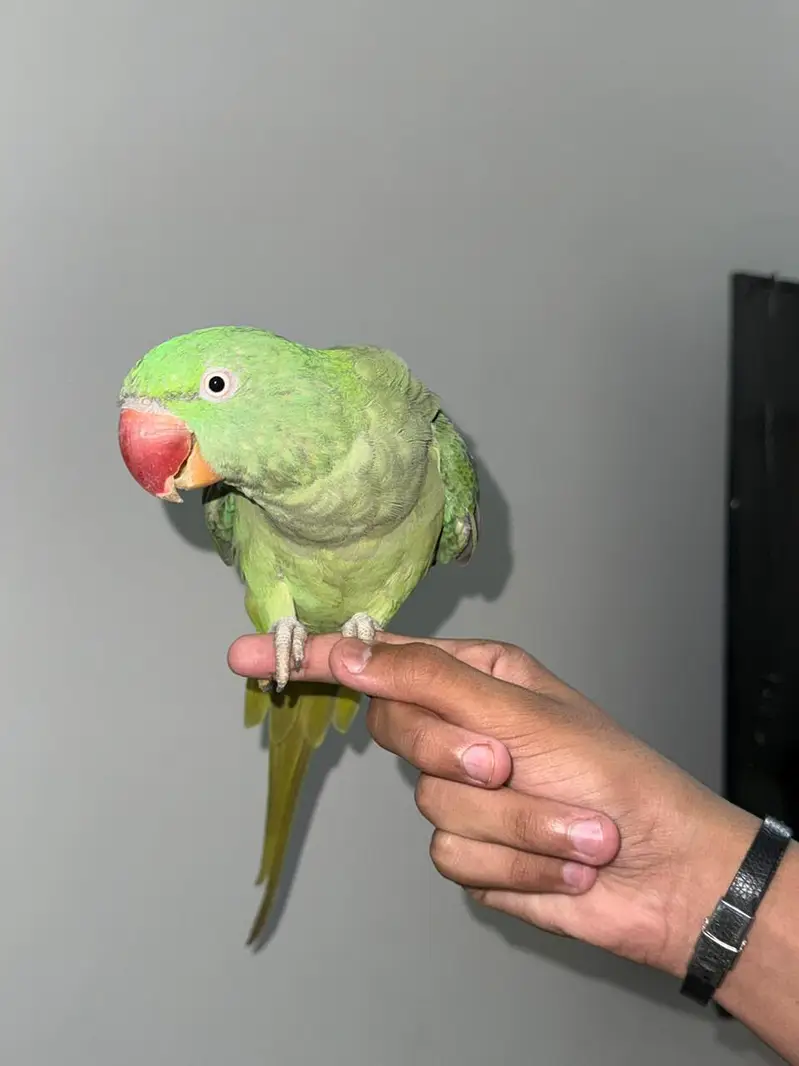 Female raw parrot (full health ) — photo 3