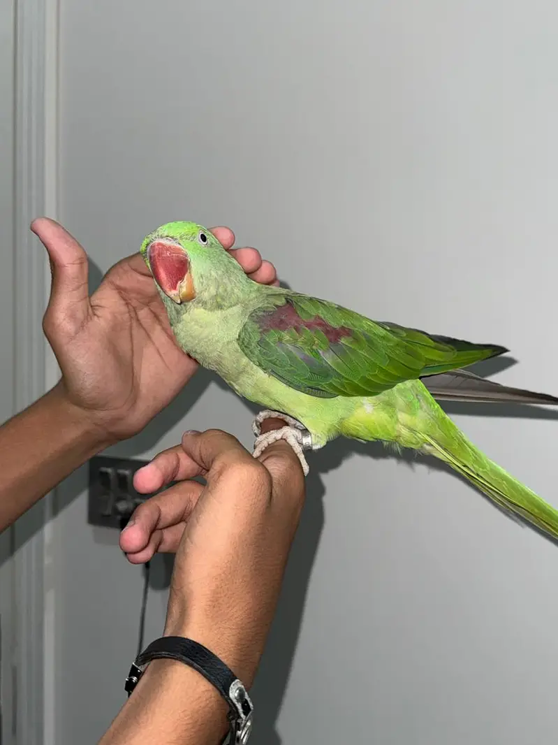 Female raw parrot (full health ) — photo 4