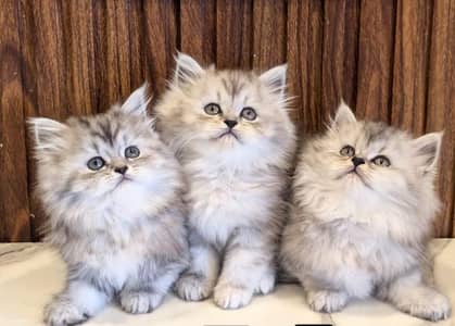 White Persian Kittens/Triple coated/blue eyes/Cats/Male/Female