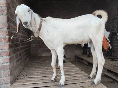 pure amertsiri beetal and nagra bakray and bakriya for sale