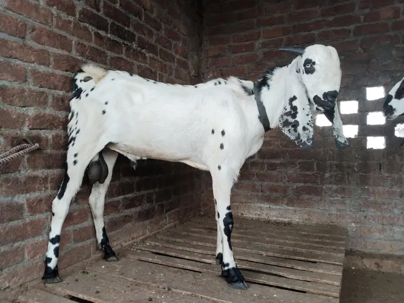 pure amertsiri beetal and nagra bakray and bakriya for sale — photo 2