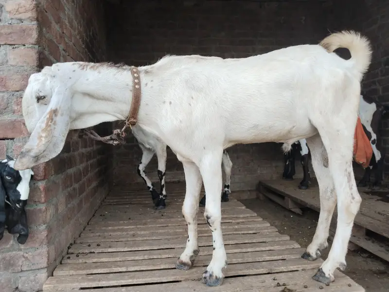 pure amertsiri beetal and nagra bakray and bakriya for sale — photo 3