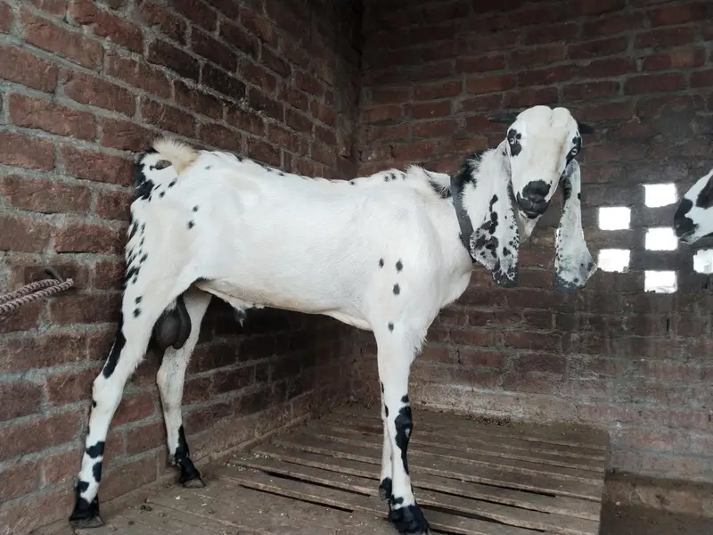 pure amertsiri beetal and nagra bakray and bakriya for sale — photo 4