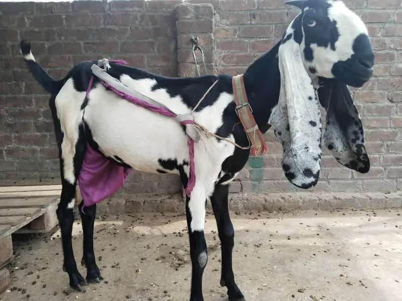 pure amertsiri beetal and nagra bakray and bakriya for sale — photo 5