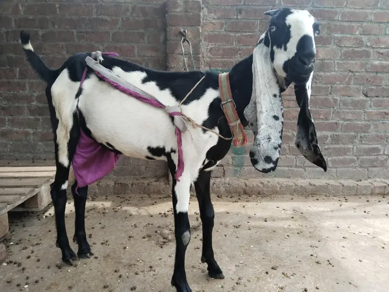 pure amertsiri beetal and nagra bakray and bakriya for sale — photo 6