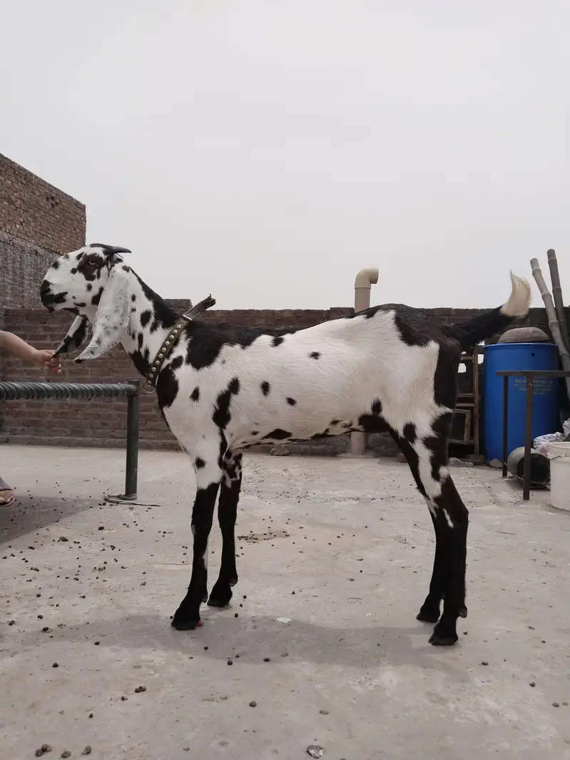 pure amertsiri beetal and nagra bakray and bakriya for sale — photo 7