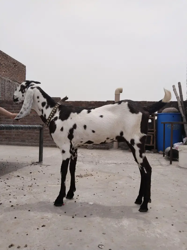 pure amertsiri beetal and nagra bakray and bakriya for sale — photo 8