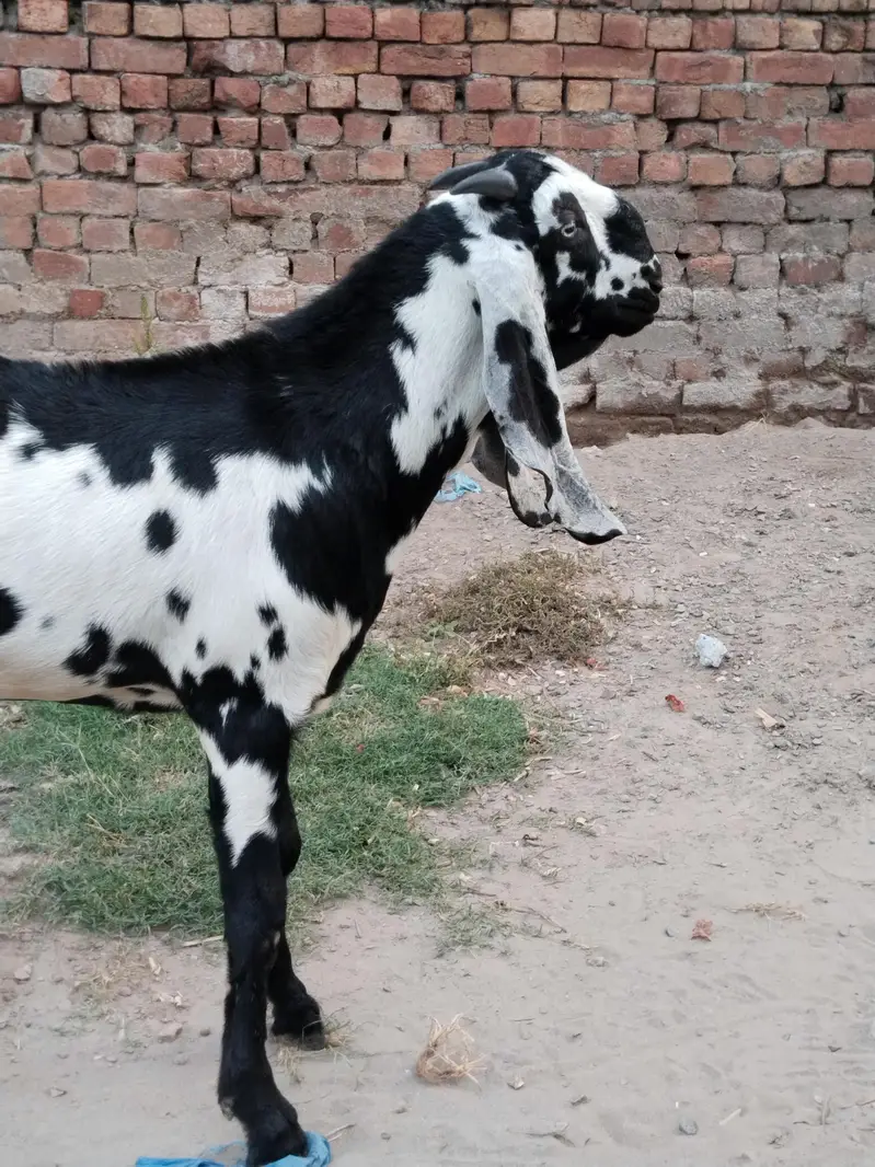 pure amertsiri beetal and nagra bakray and bakriya for sale — photo 9
