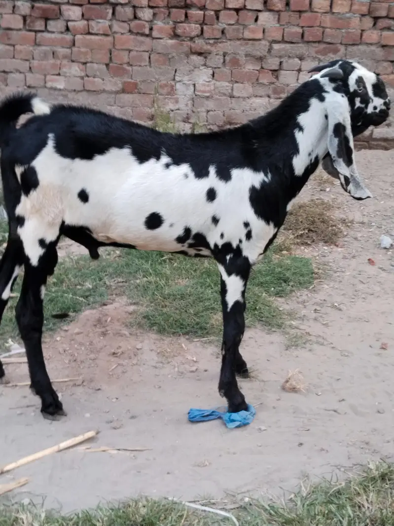 pure amertsiri beetal and nagra bakray and bakriya for sale — photo 10