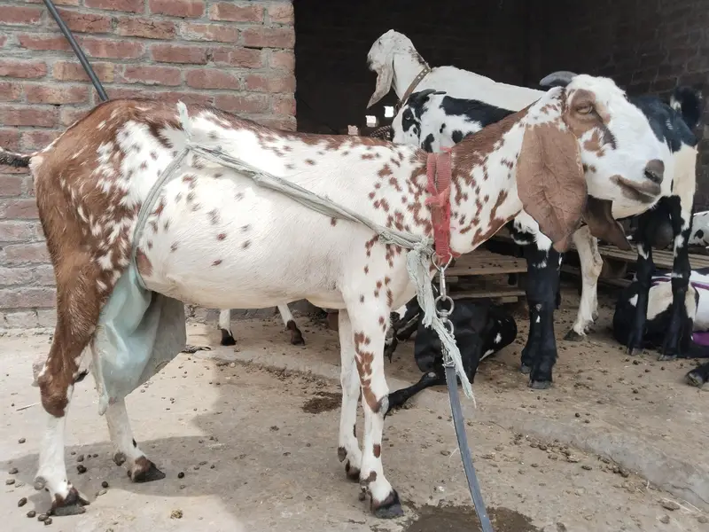 pure amertsiri beetal and nagra bakray and bakriya for sale — photo 11
