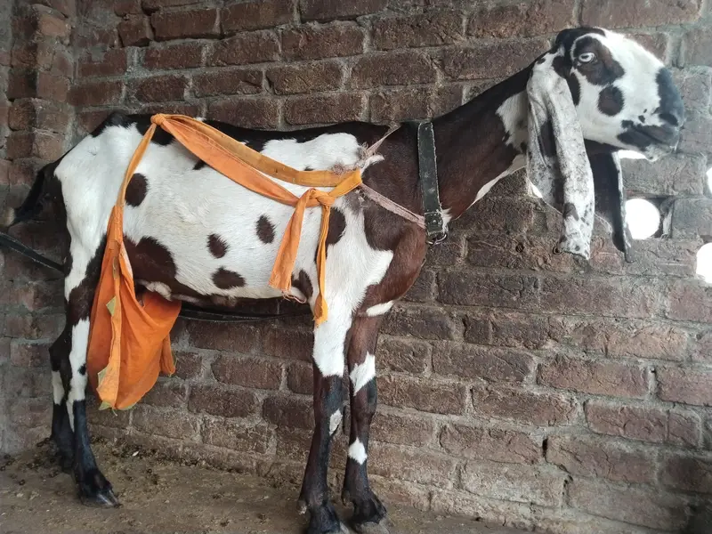 pure amertsiri beetal and nagra bakray and bakriya for sale — photo 12
