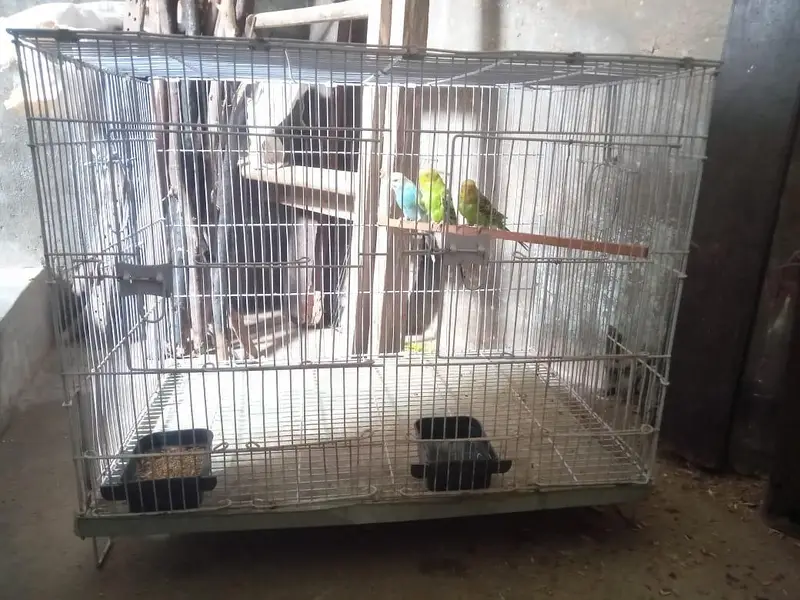 Pinjara for Sale — photo 2