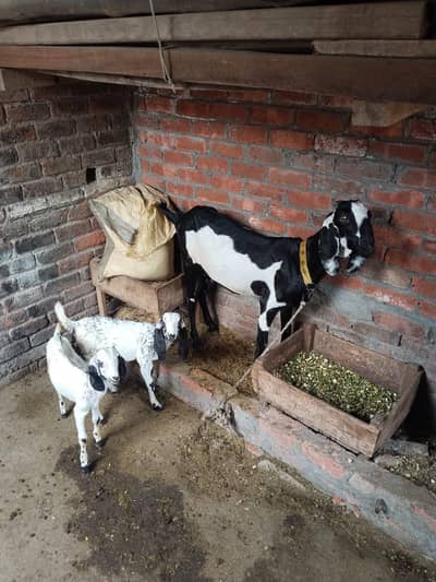 Bakri For Sale
