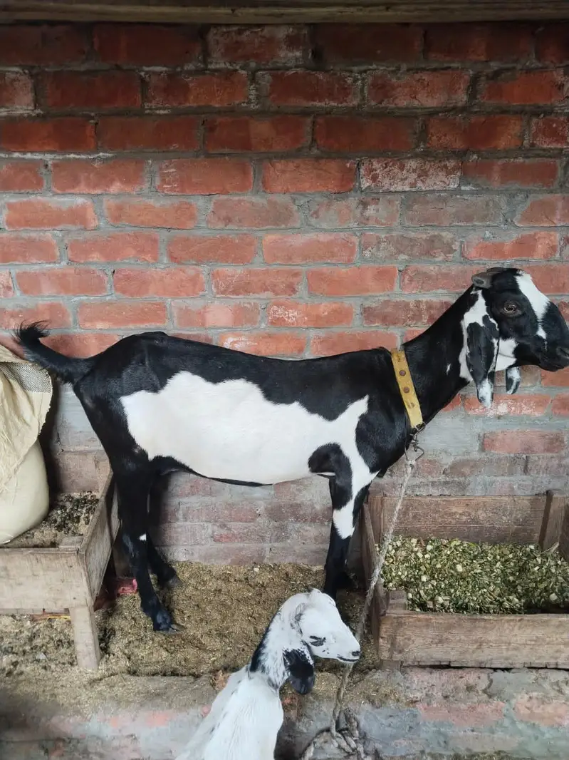 Bakri For Sale 2 Female Bacho K Sath — photo 2