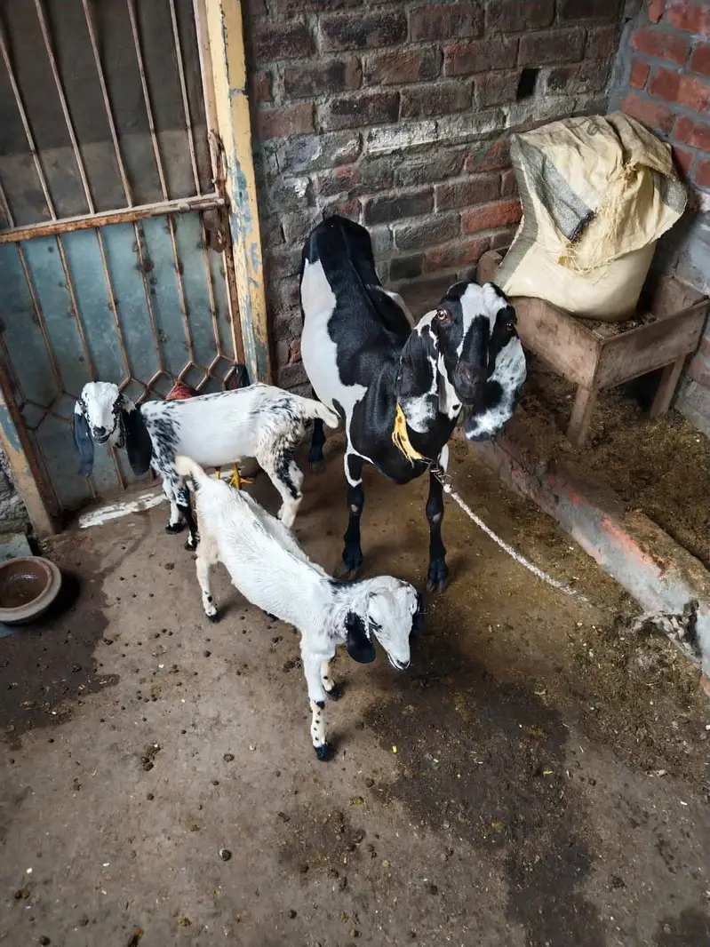 Bakri For Sale 2 Female Bacho K Sath — photo 3
