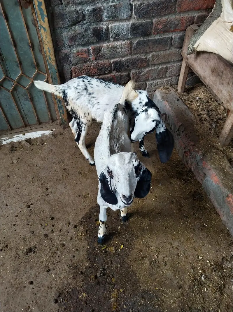 Bakri For Sale 2 Female Bacho K Sath — photo 4