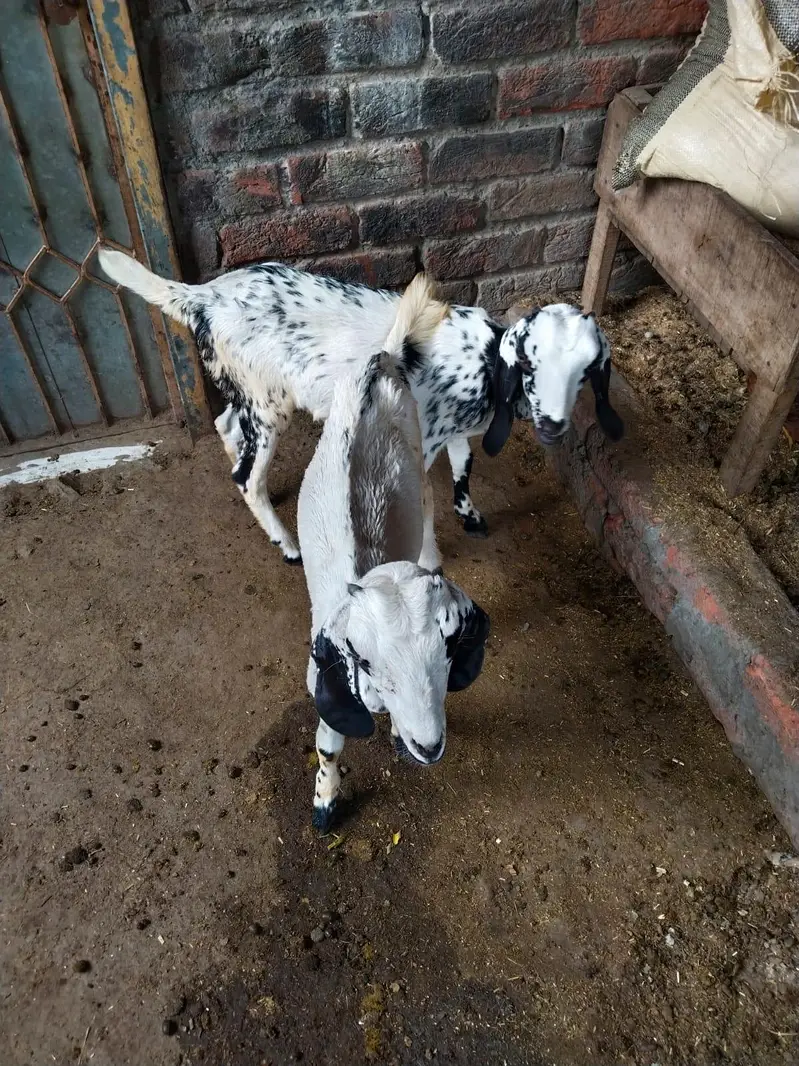 Bakri For Sale 2 Female Bacho K Sath — photo 5