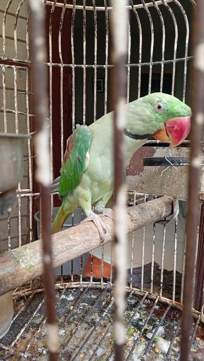 Speaking Raw Parrot for sale