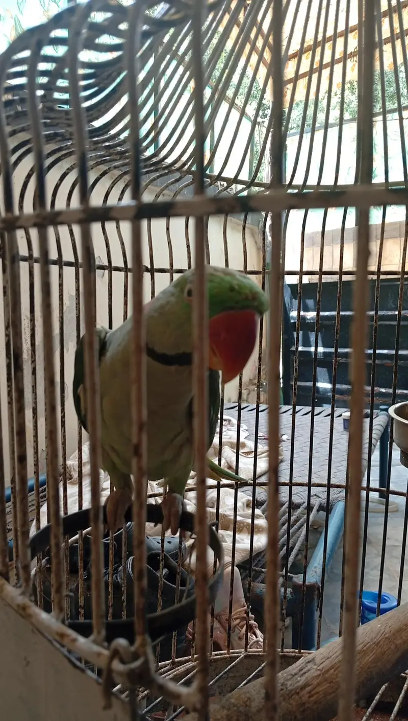 Speaking Raw Parrot for sale — photo 2