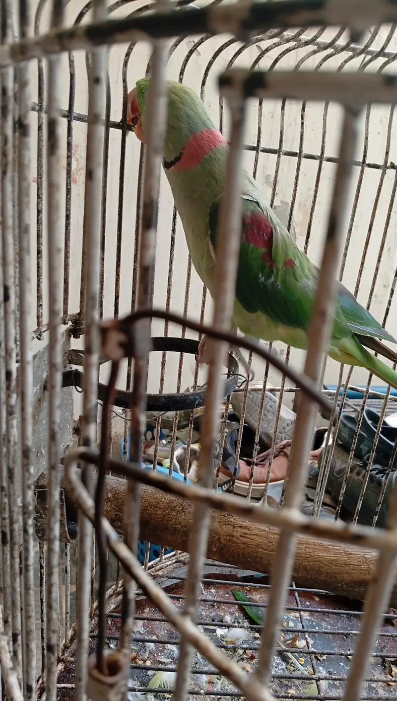 Speaking Raw Parrot for sale — photo 3