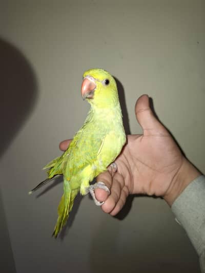 Full handtame with cage and bird harnes 03145333446