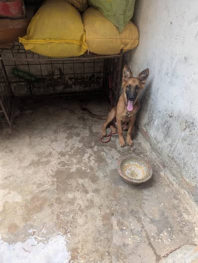 best quality barred Belgian shepherd 03004732251