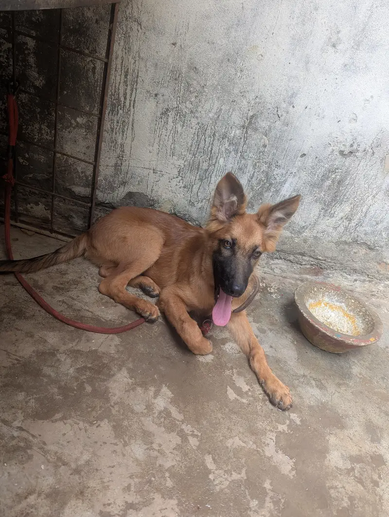 best quality barred Belgian shepherd 03004732251 — photo 2