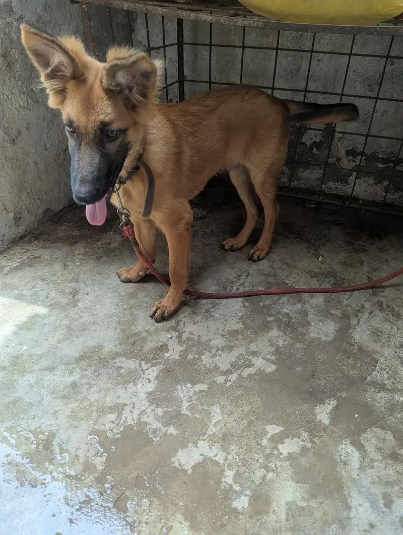 best quality barred Belgian shepherd 03004732251 — photo 3