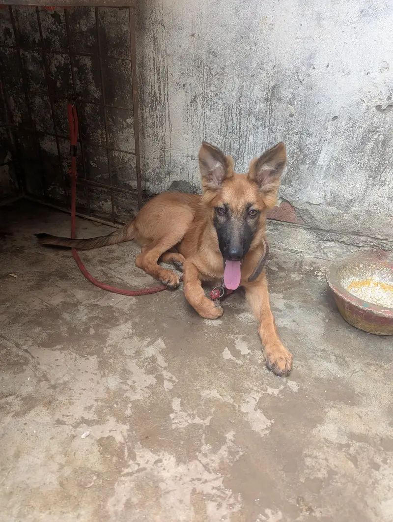 best quality barred Belgian shepherd 03004732251 — photo 4