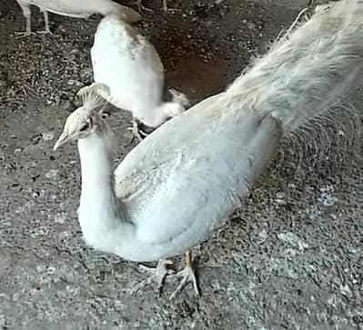 White Peacock For Sale