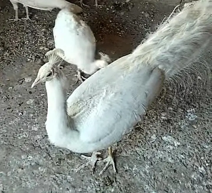 White Peacock For Sale