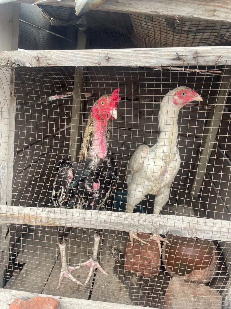 murgi heera he hor murga miavali ka — photo 3