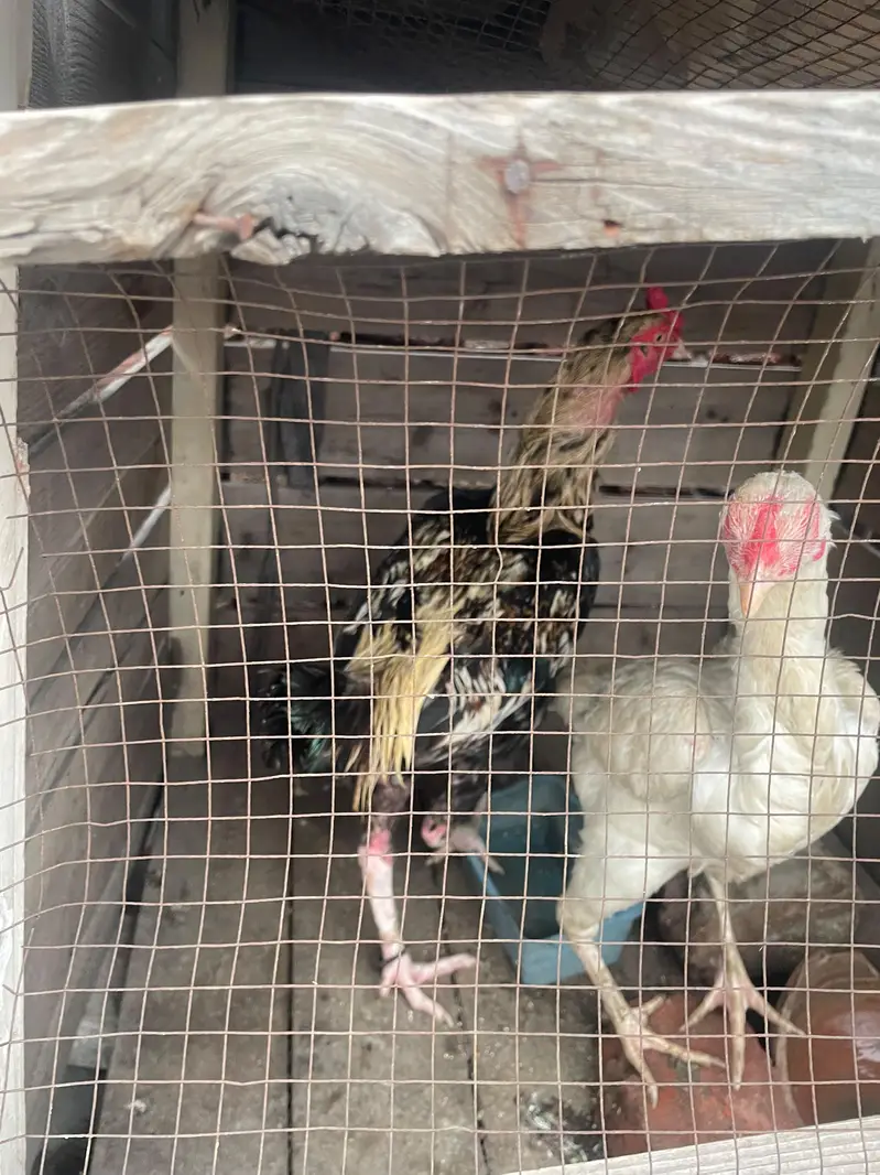 murgi heera he hor murga miavali ka — photo 4