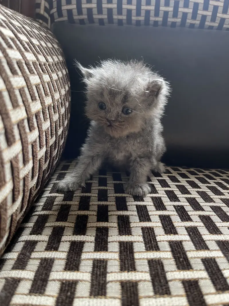 Persian cat with kittens — photo 2