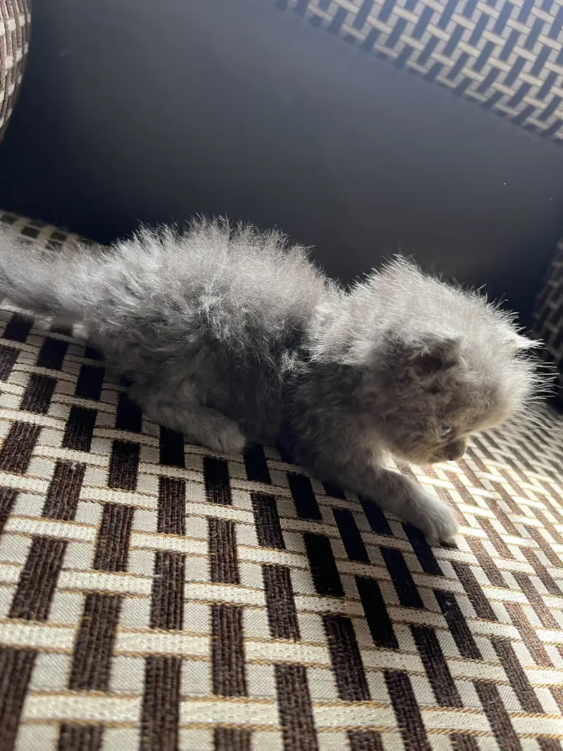 Persian cat with kittens — photo 4