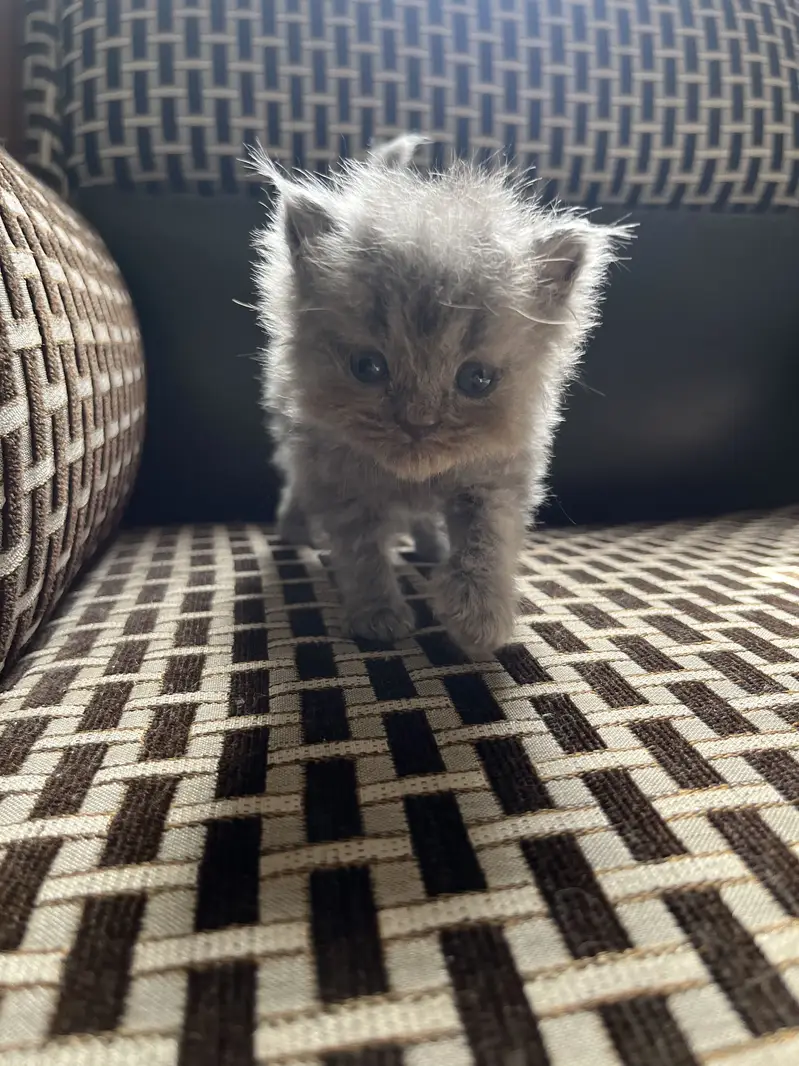 Persian cat with kittens — photo 5