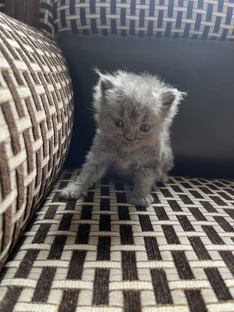 Persian cat with kittens — photo 7