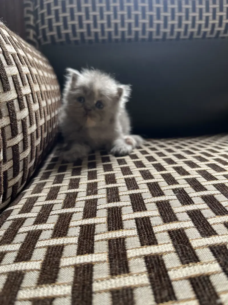 Persian cat with kittens — photo 9