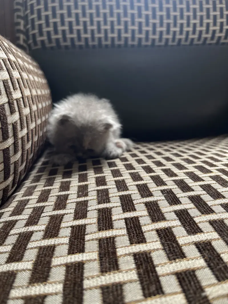 Persian cat with kittens — photo 12