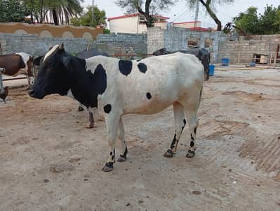 heifer