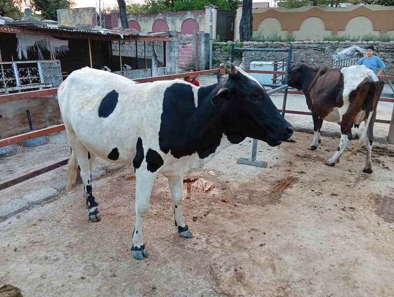 heifer 1