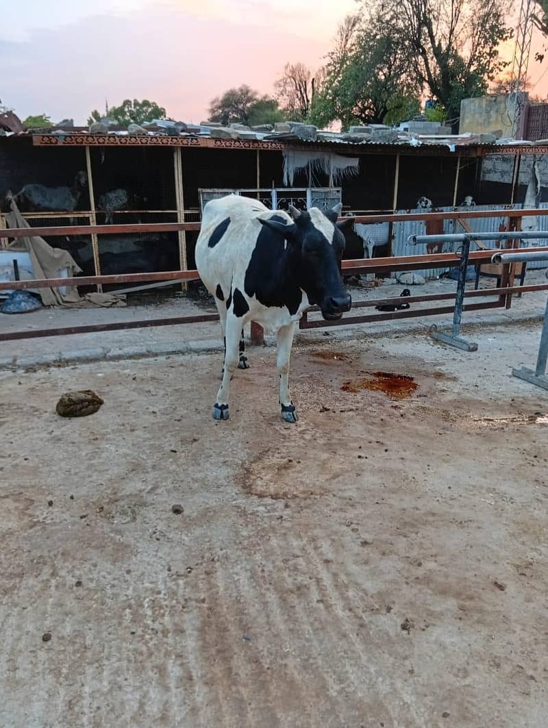heifer 2