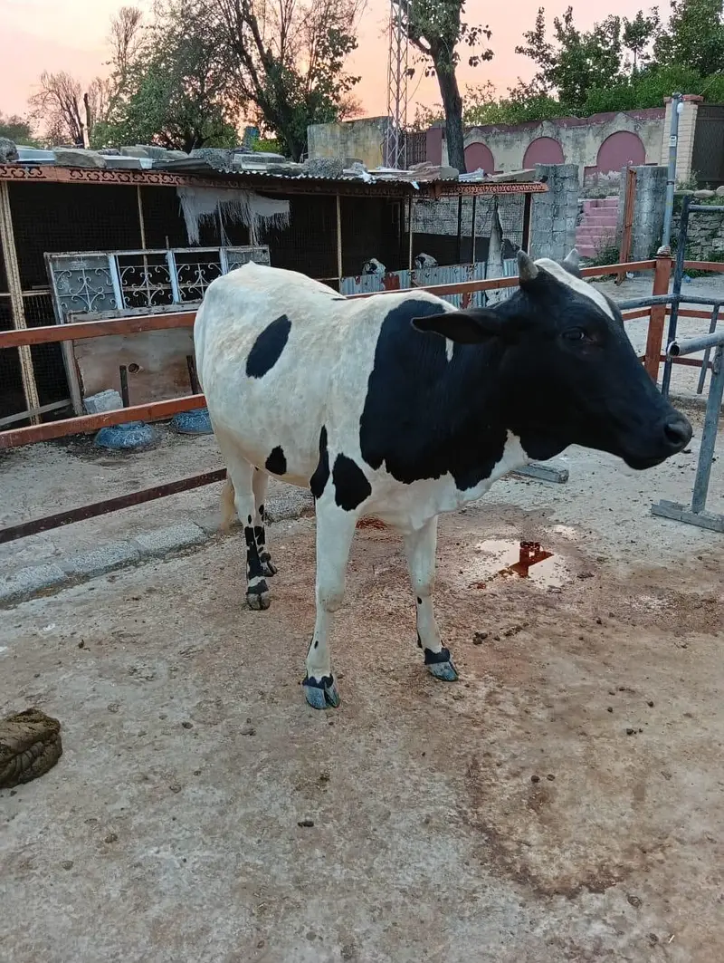 heifer — photo 4