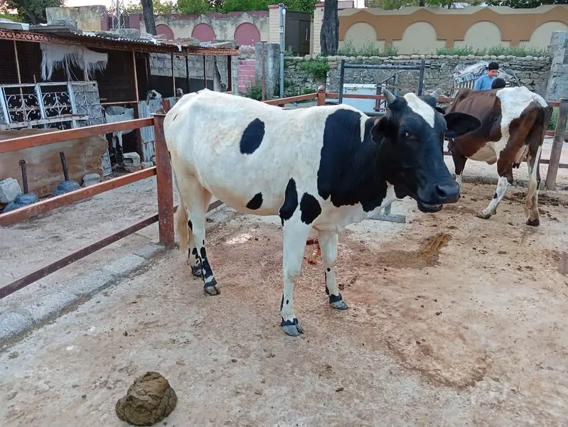 heifer — photo 5
