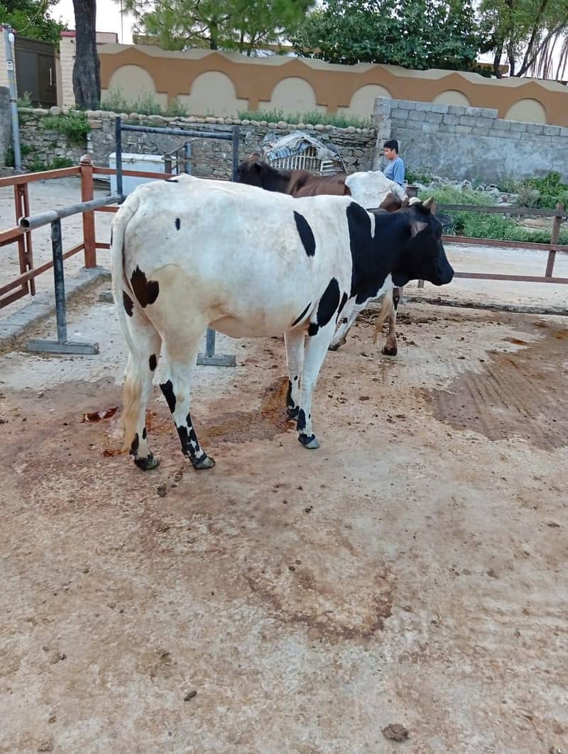 heifer 5